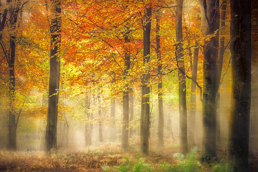 Autumn Gold #1 Photograph by Ian Hufton - Fine Art America