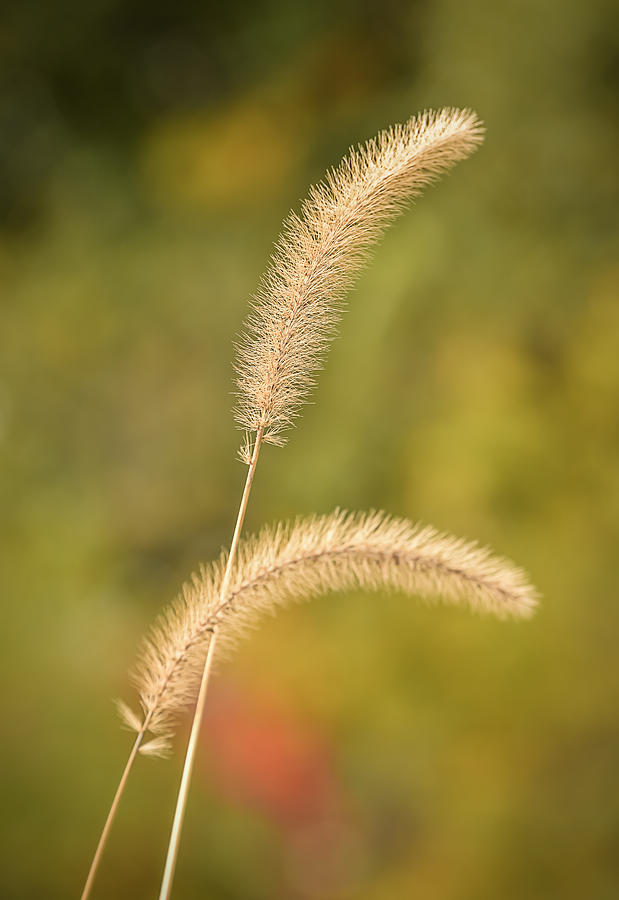 Autumn Grass #1 Photograph by Robert Mitchell