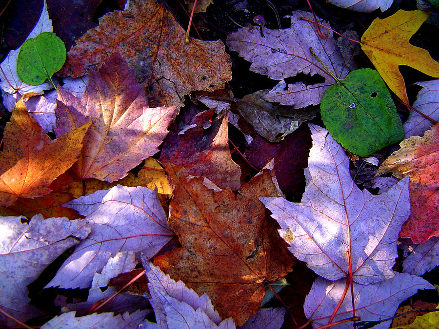 Autumn Groundcover #1 Photograph by Owen Weber
