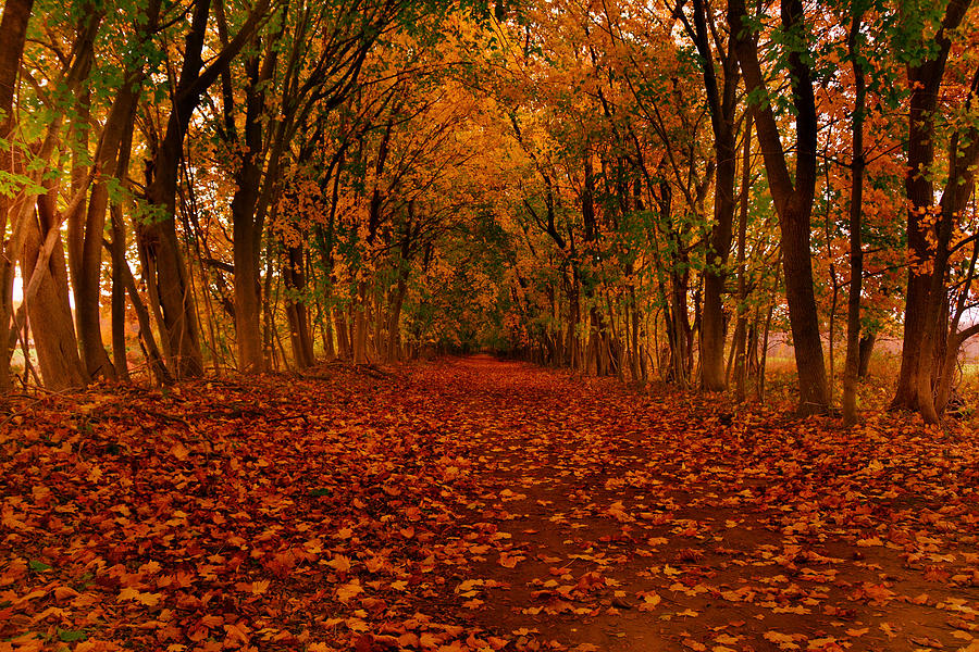 Autumn II #1 Photograph by Raymond Salani III