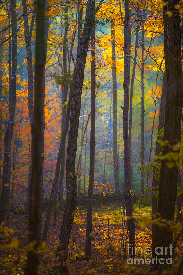 Autumn in Connecticut #2 Photograph by Diane Diederich