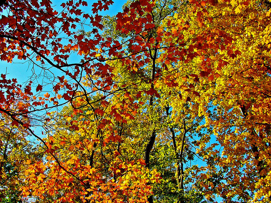 Autumn in Indiana  Photograph by Ruth Hager