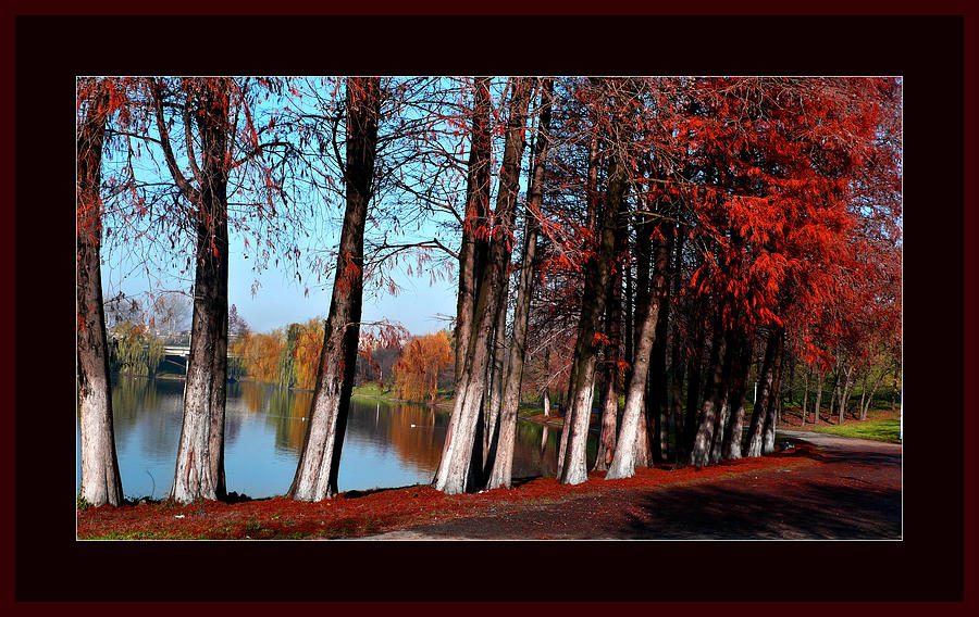 Autumn in Romania #1 Photograph by Daliana Pacuraru