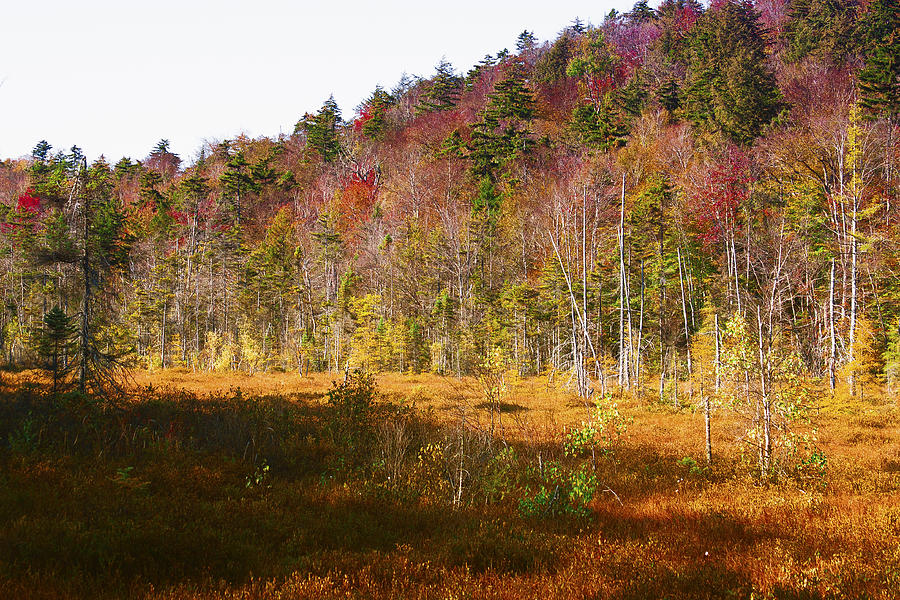 Autumn In The Adirondacks Photograph By David Patterson - Fine Art America