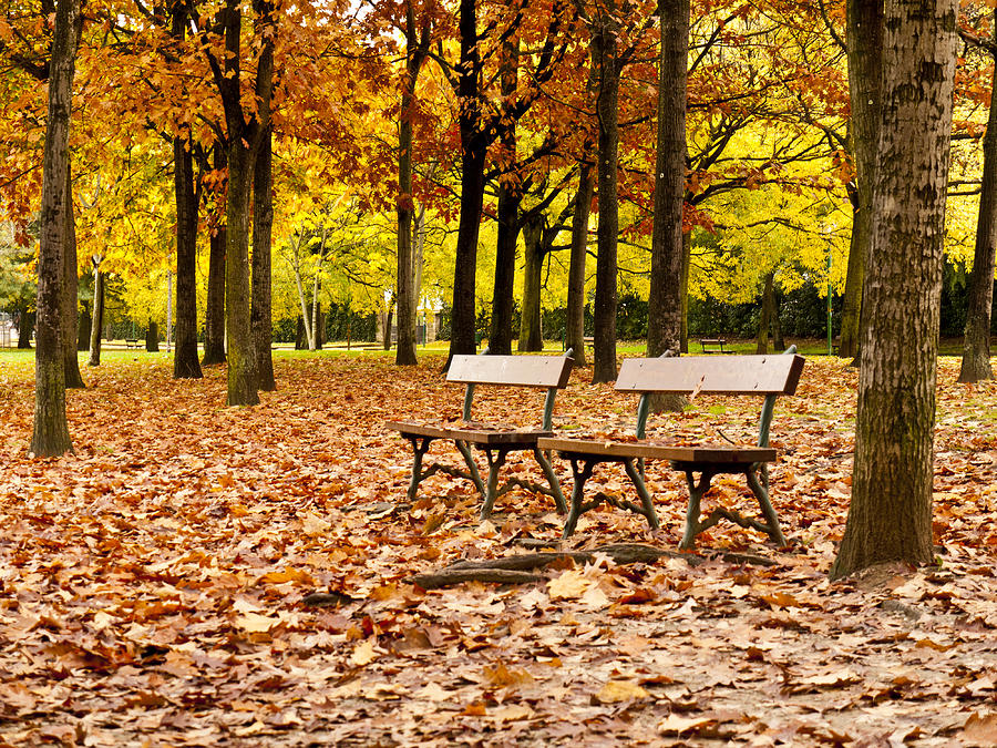 Autumn in the Park #1 Photograph by Rae Tucker - Fine Art America