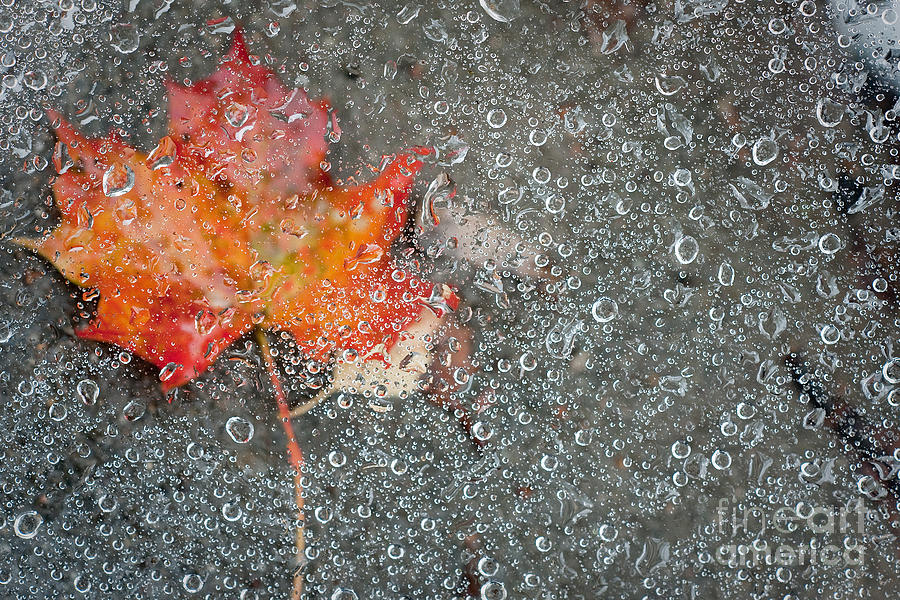 Nature Photograph - Autumn #1 by Jochen Schoenfeld