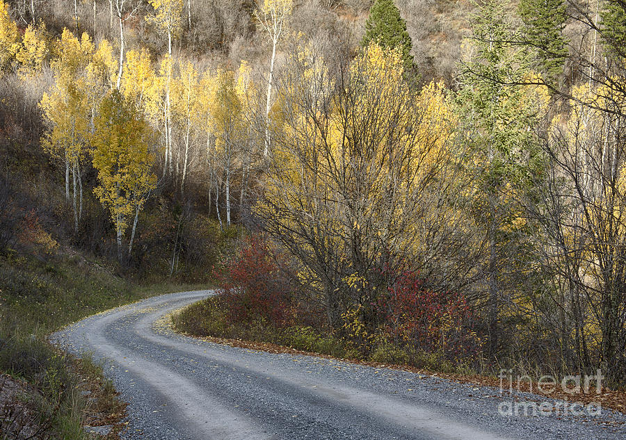 Autumn Journey #1 Photograph by Idaho Scenic Images Linda Lantzy