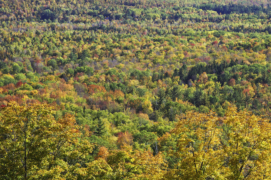 Autumn Landscape Mount Blue State Park Weld Maine #1 Photograph by Keith Webber Jr