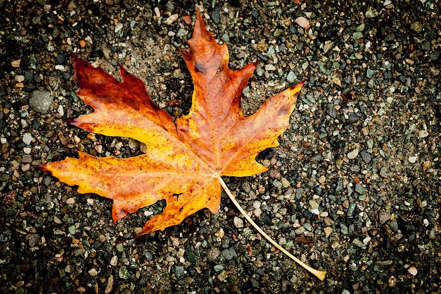 Autumn Leaf #1 Photograph by Alexander Fedin