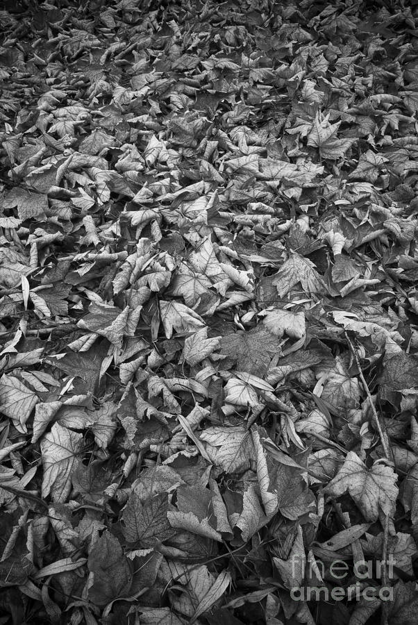 Autumn Leaf Black And White Photograph