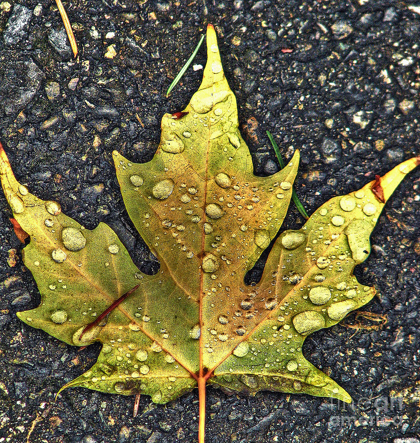 Fall Photograph - Autumn Leaf HDR #2 by Chris Anderson