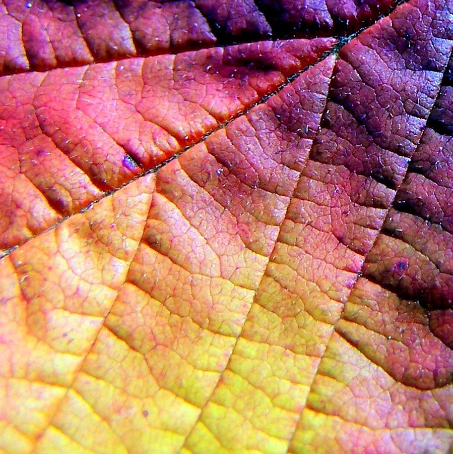 Autumn Leaf #1 Photograph by Kathleen Luther