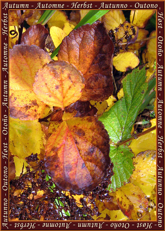 Autumn Leaves 2 #1 Photograph by Helene U Taylor