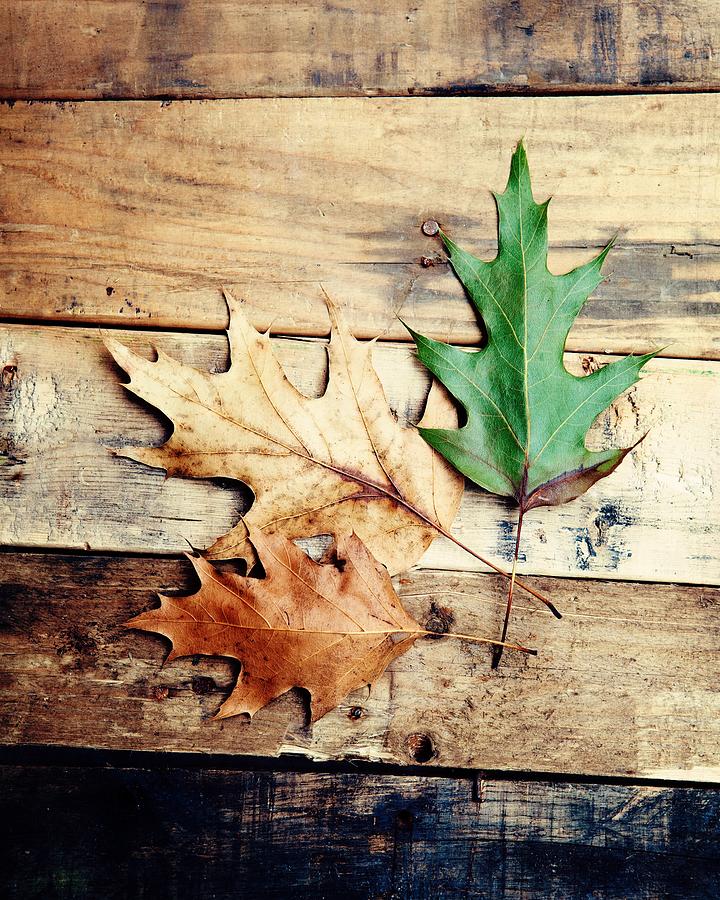 Still Life Photograph - Autumn Leaves Ablaze with Color #1 by Kim Fearheiley