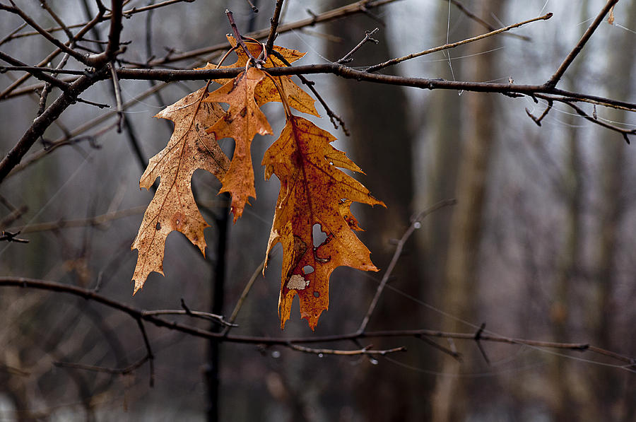 Autumn Leaves #1 Photograph by Celso Bressan