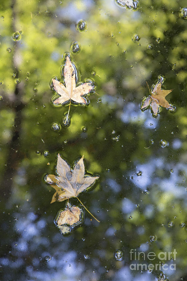 Autumn Leaves #1 Photograph by Dustin K Ryan