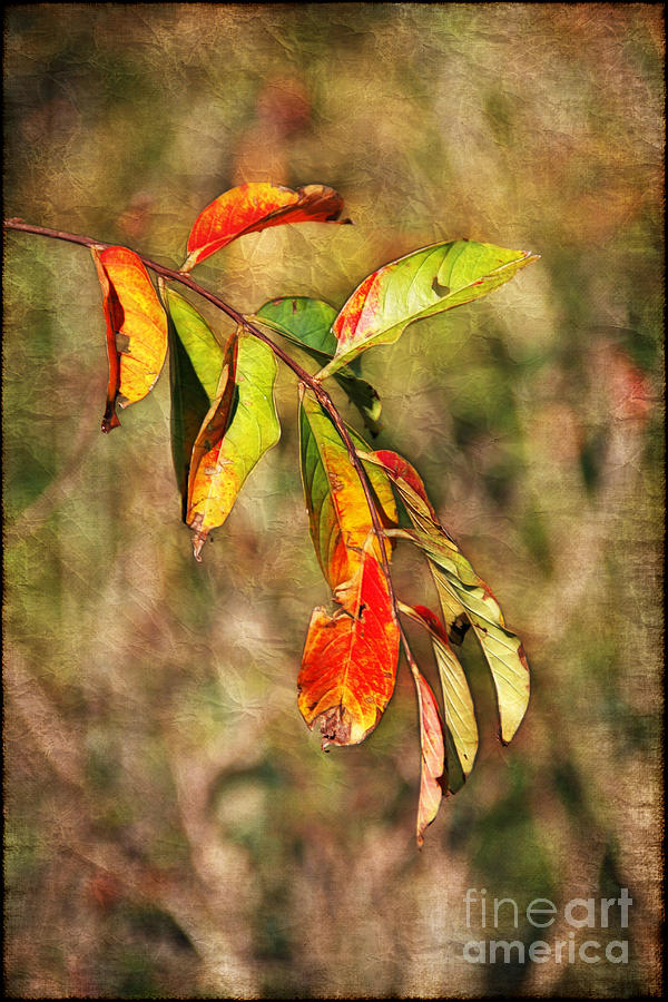 Fall Photograph - Autumn Leaves #1 by Judi Bagwell