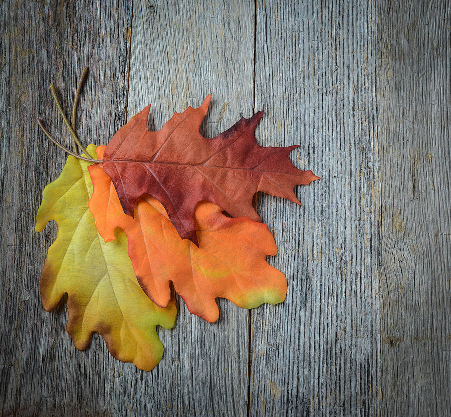 Nature Photograph - Autumn Leaves On Rustic Wooden Background #1 by Brandon Bourdages