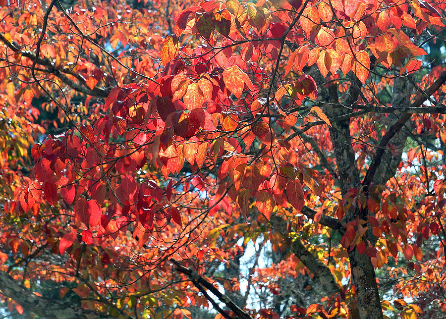 Autumn Leaves Photograph by Rafael Salazar