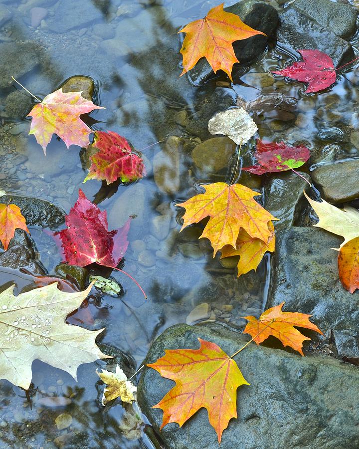 Autumn Leaves Photograph by Frozen in Time Fine Art Photography