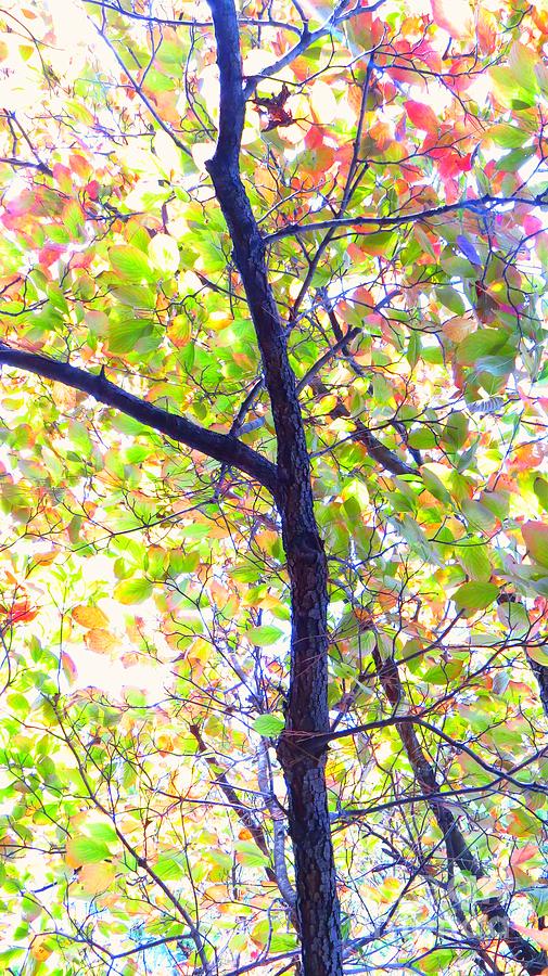 Autumn Leaves #1 Photograph by Scott Cameron