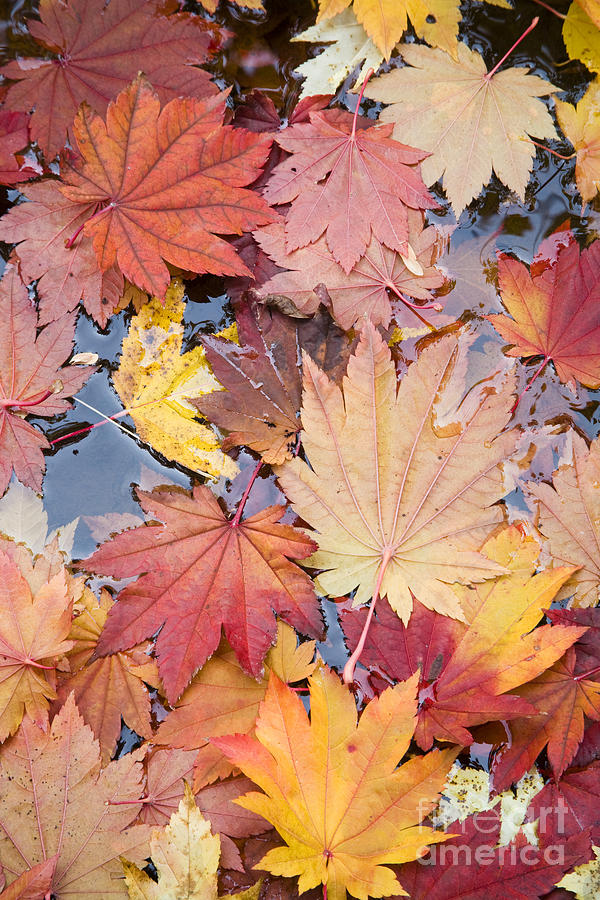 Autumn Leaves #1 Photograph by Sean Bagshaw