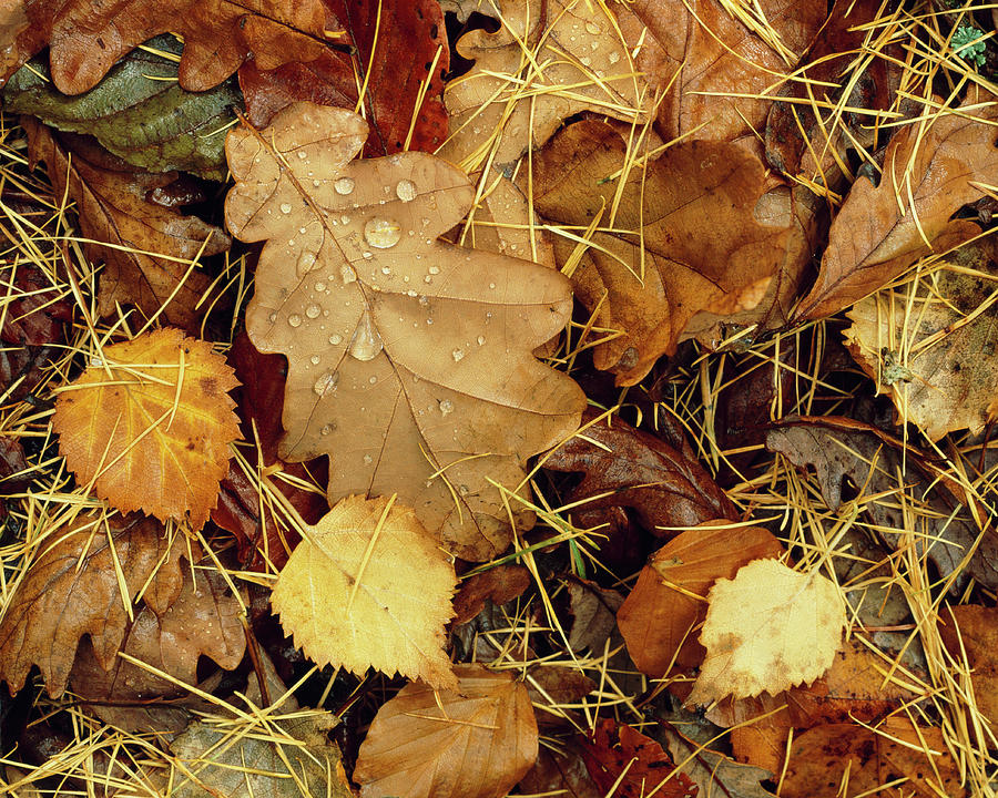 Autumn Leaves #1 Photograph by Simon Fraser/science Photo Library