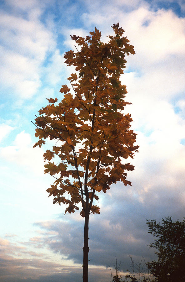 Autumn Maple Photograph by Gordon James