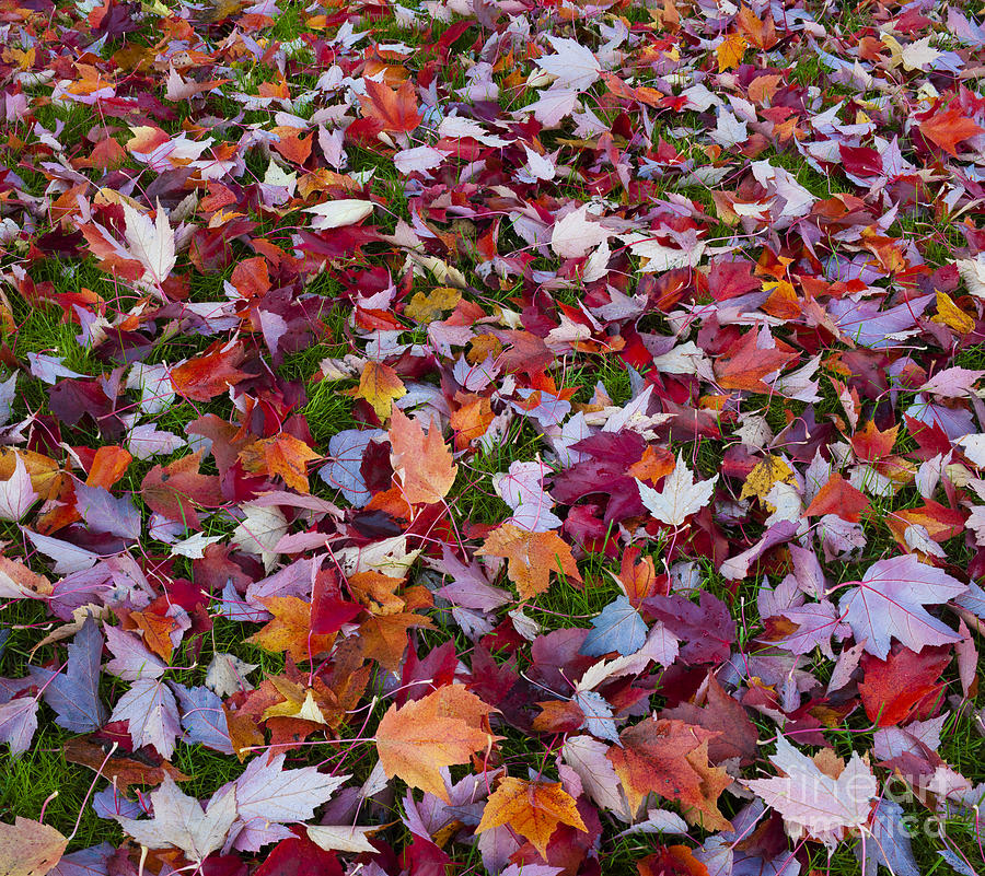 Autumn Maple Leaves #1 Photograph by John Shaw