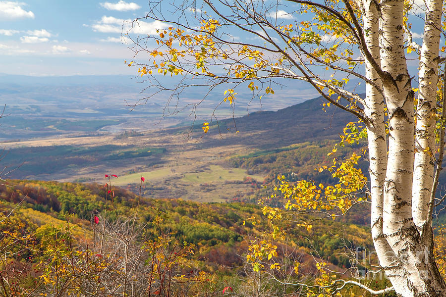 Autumn Mountain Landscape Birch Trees #1 Photograph by Jivko Nakev