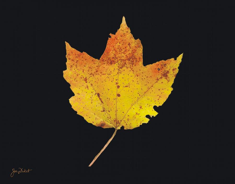 Autumn Mountain Maple Leaf #1 Photograph by Joe Duket