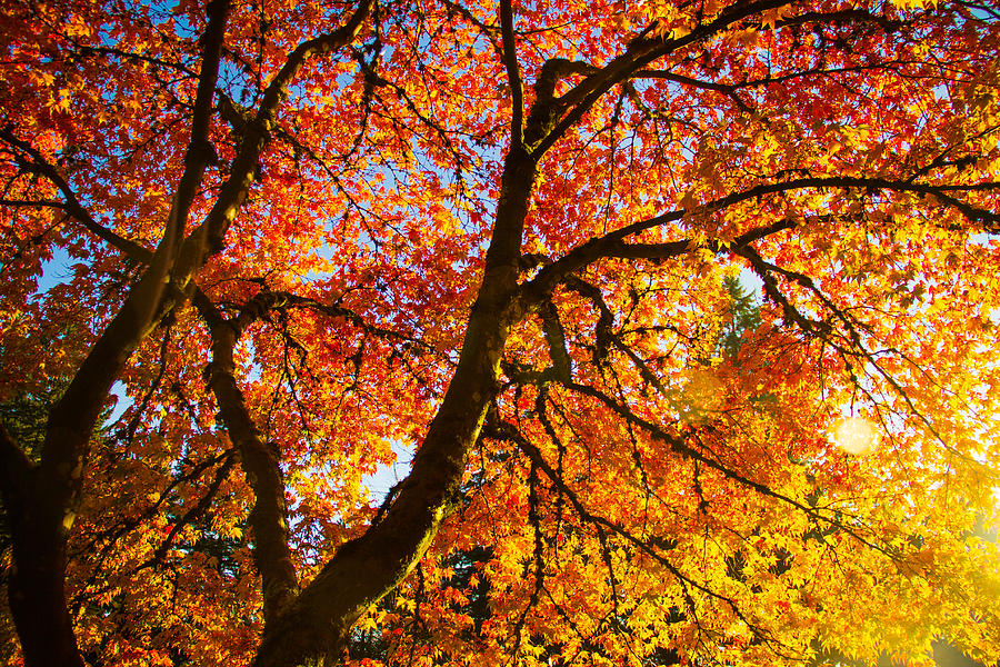 Autumn palette #1 Photograph by Kunal Mehra