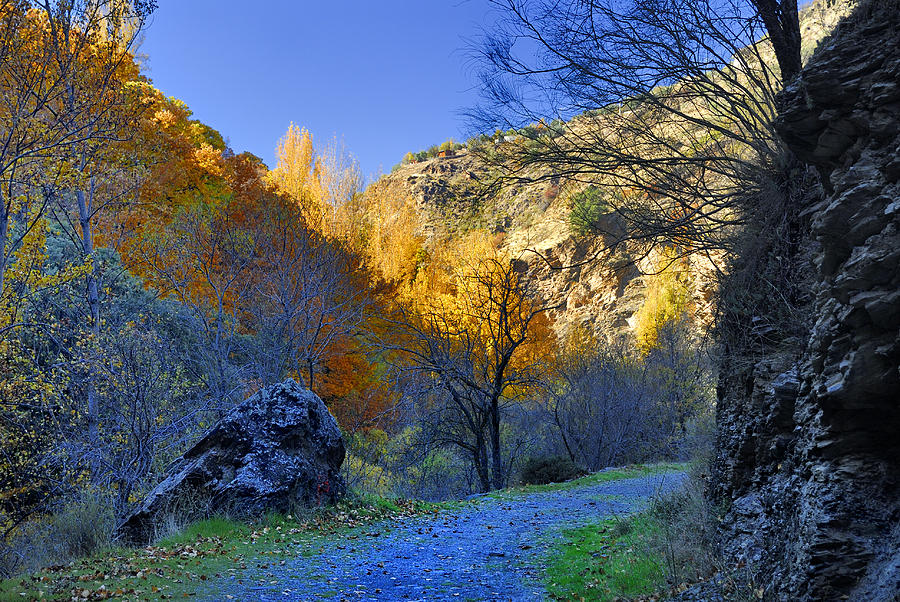 Tree Photograph - Autumn path #1 by Guido Montanes Castillo