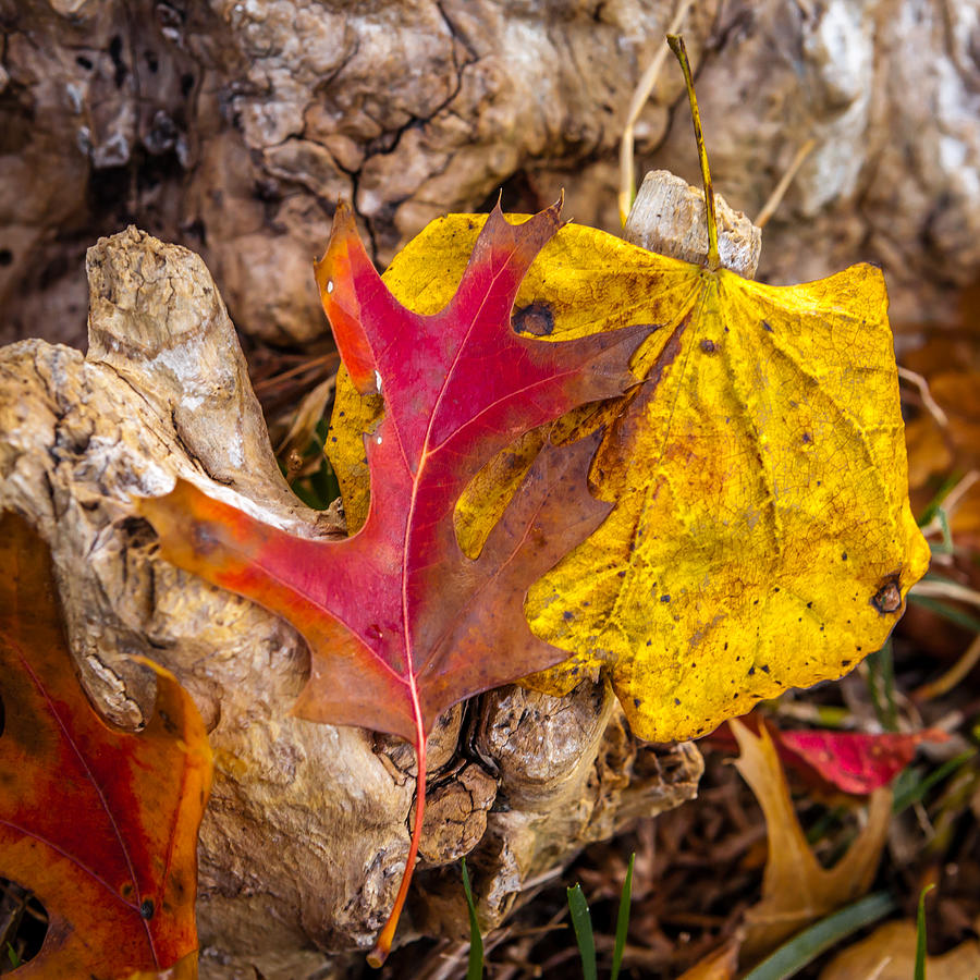 Autumn Pile #2 Photograph by Melinda Ledsome