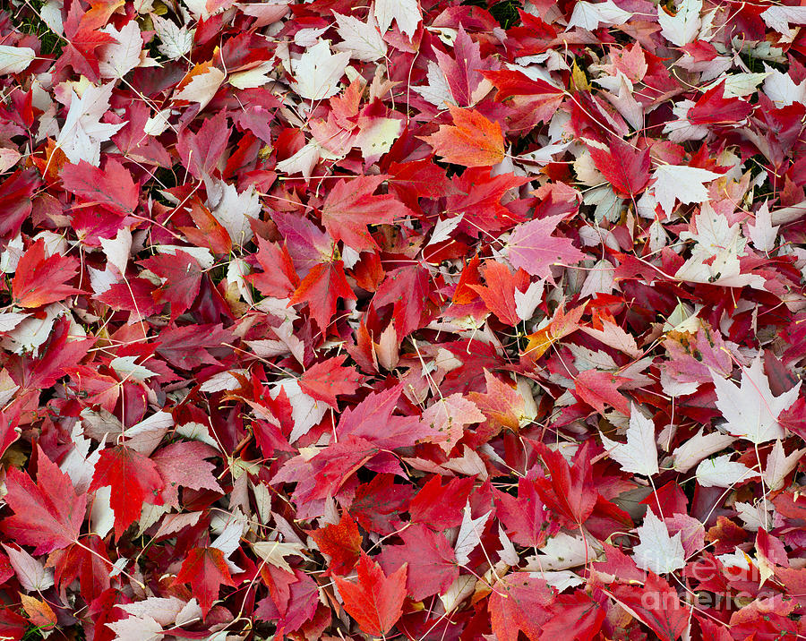 Autumn Red Maple Leaves #1 Photograph by John Shaw