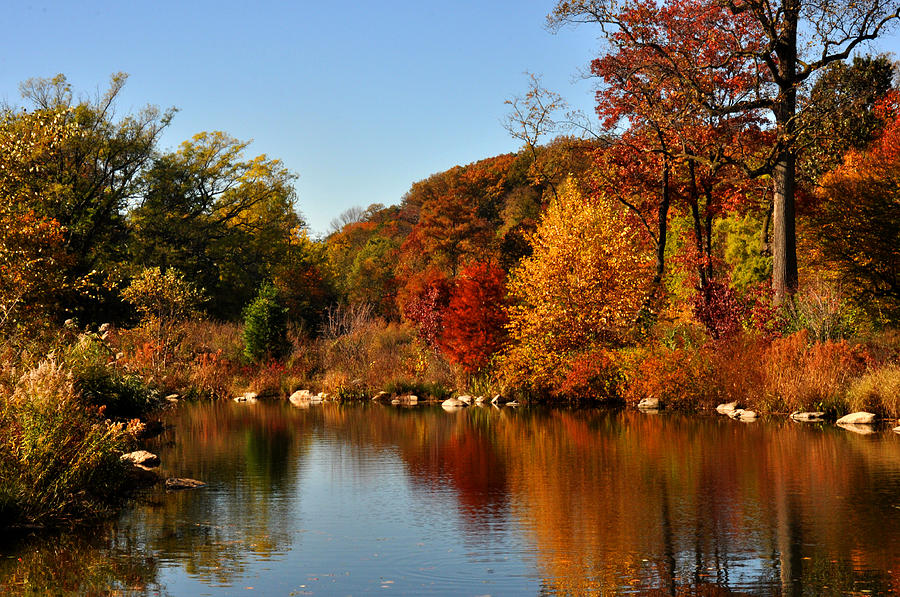 Autumn Reflection #1 Photograph by Diane Lent