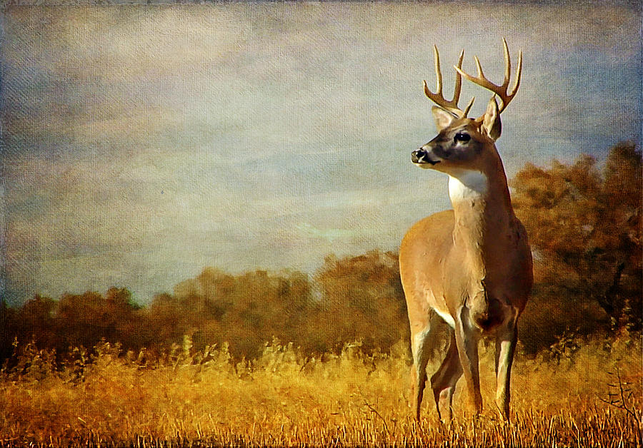 Deer Photograph - Autumn Reflections #2 by Blair Wainman