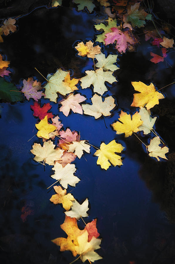 Autumn Reflections  #2 Photograph by Saija Lehtonen