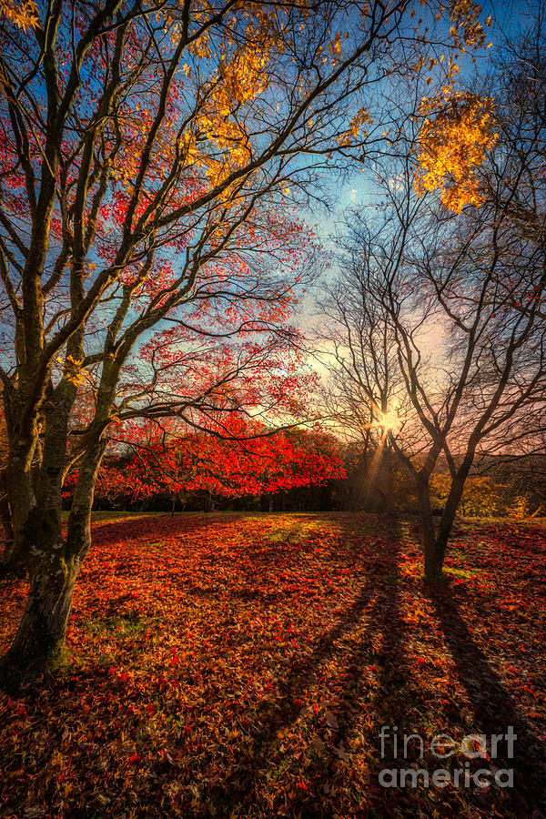Autumn Shadows Photograph By Adrian Evans