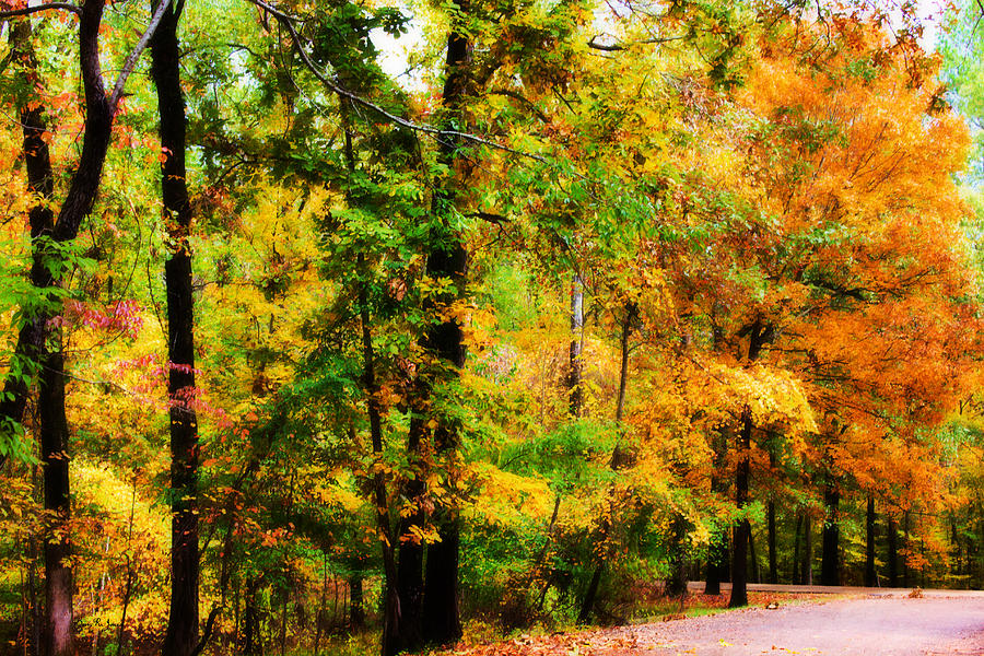Woodland - Landscape - Autumn Splendor Photograph by Barry Jones