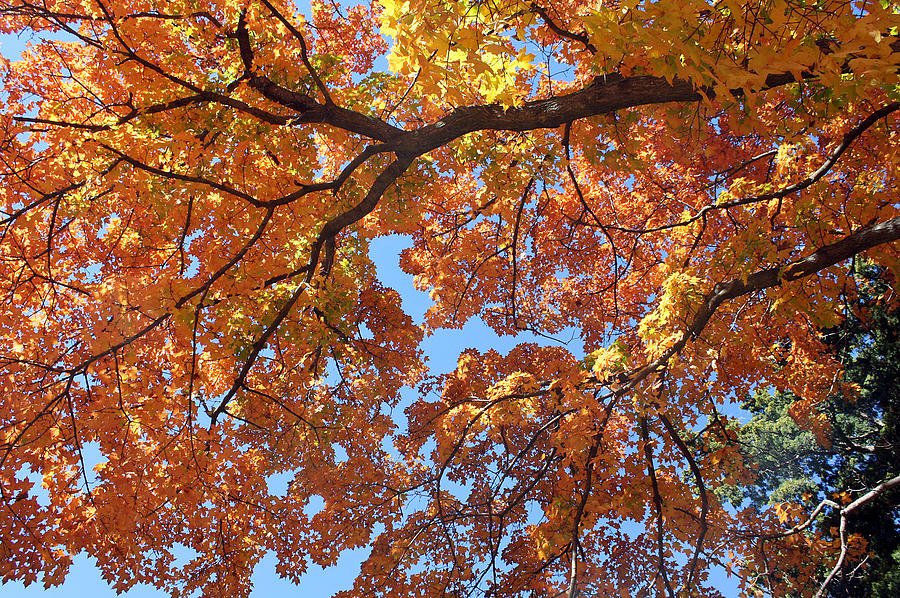 Autumn Splendor #1 Photograph by Ellen Tully