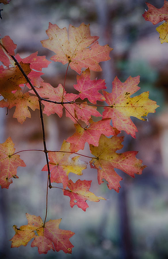 Autumn Splendor  #2 Photograph by Saija Lehtonen
