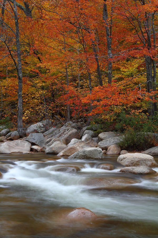 Autumn stream in the White Mountains #1 Photograph by Jetson Nguyen