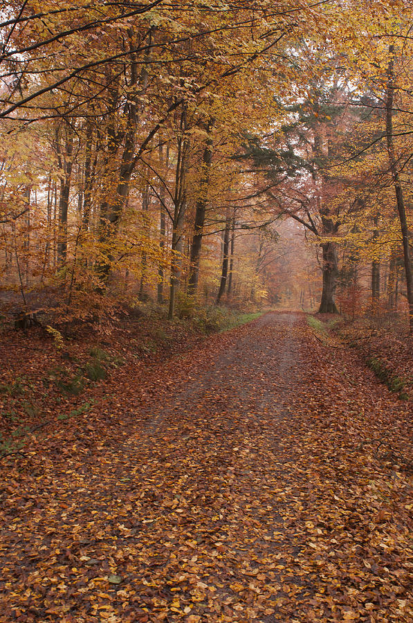 Autumn Trails #2 Photograph by Miguel Winterpacht