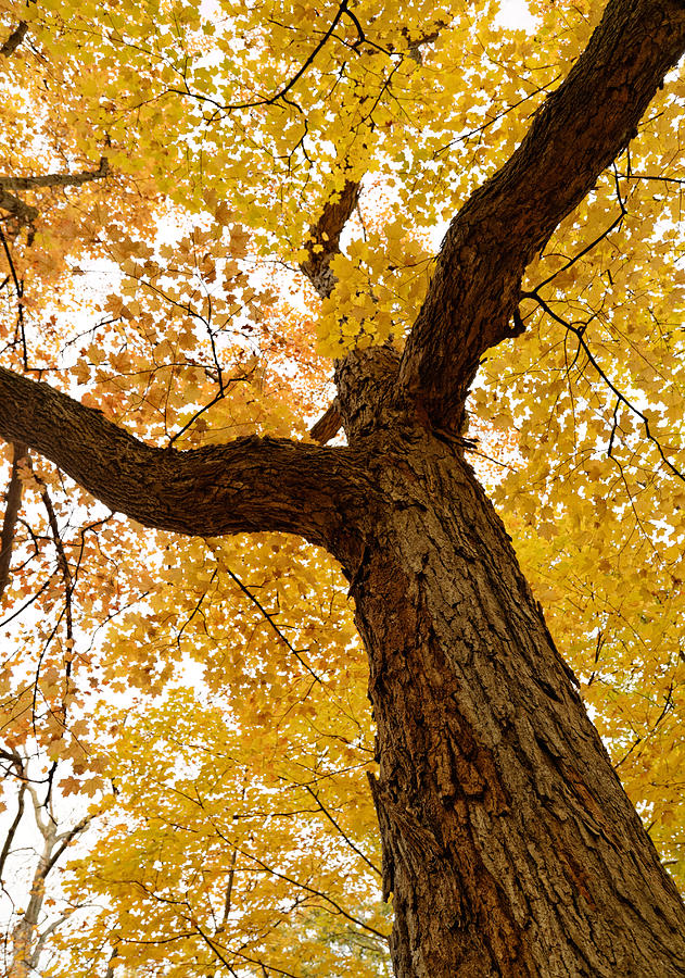 Autumn Tree #1 Photograph by Peter Lakomy