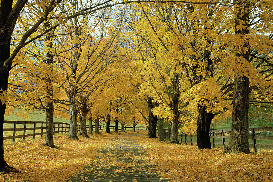 Autumn Trees Near Waynesboro Virginia #1 Photograph by Panoramic Images