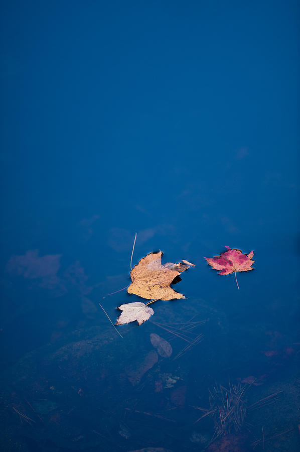 Autumn Trio #1 Photograph by Joye Ardyn Durham