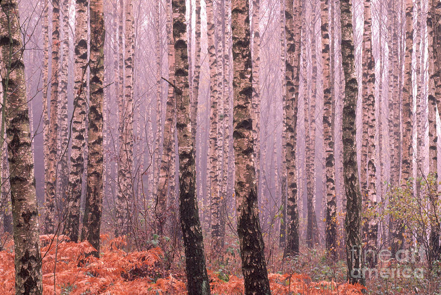 Autumn Woods In Sweden #2 Photograph by Art Wolfe