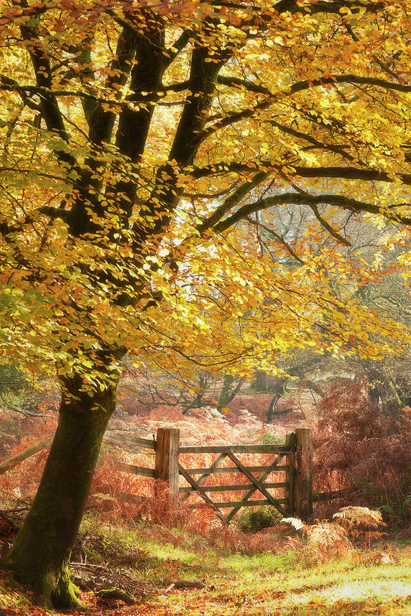 Autumn Woods #1 Photograph by Jeremy Walker