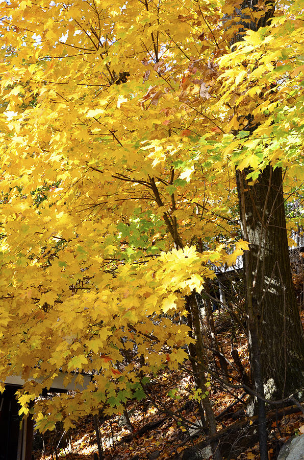 Autumn Yellows #1 Photograph by Maureen E Ritter
